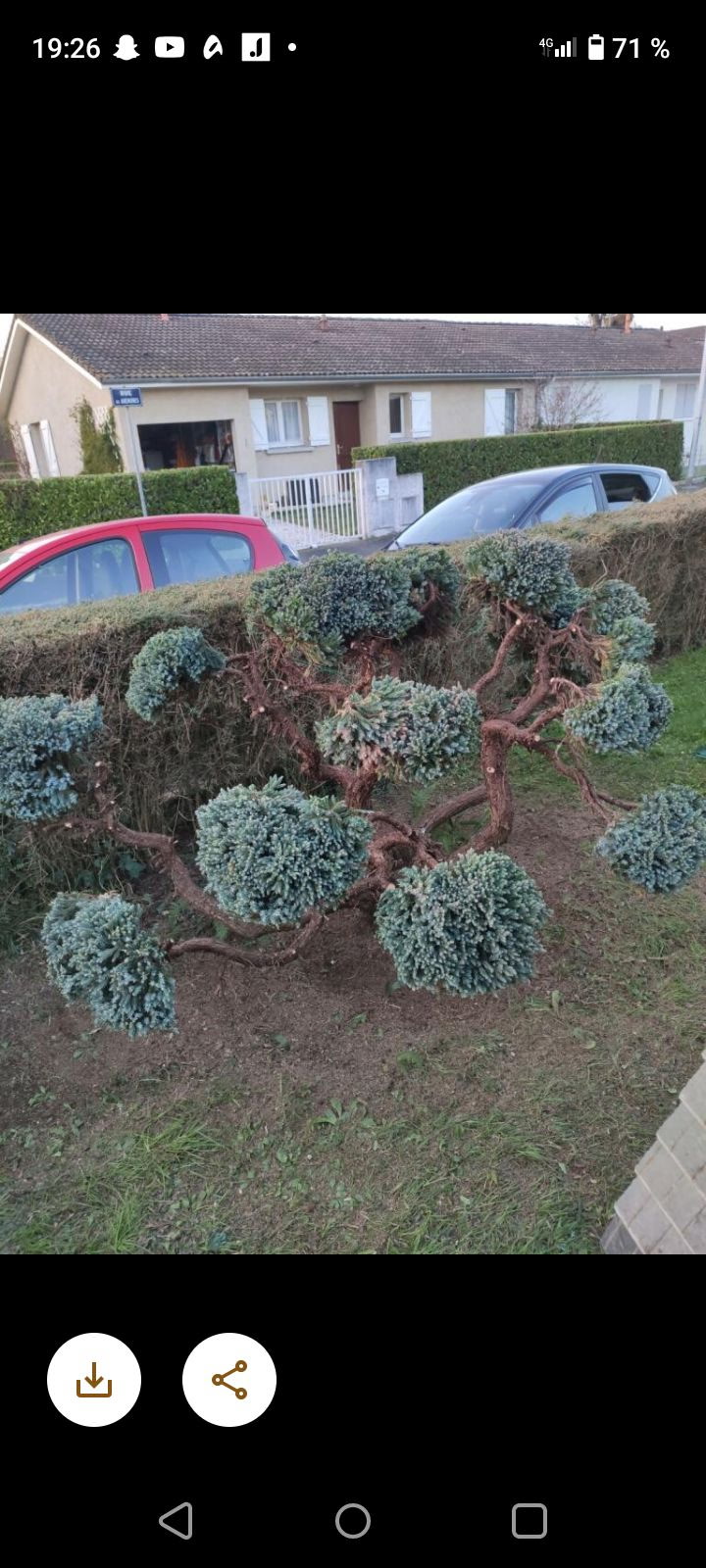 Taille de topiaires en nuage sur haie de conifères — Dylan.g Multiservices Habitat
