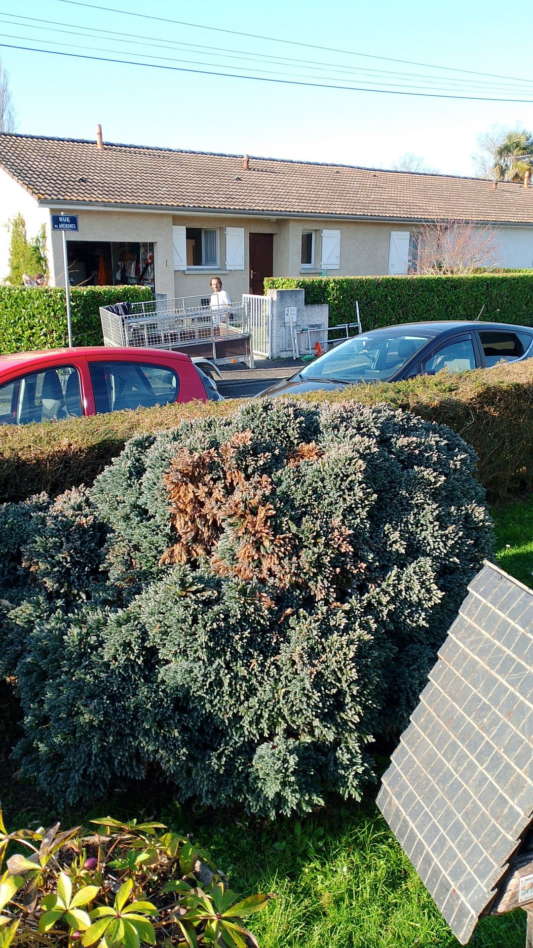 Entretien de haie de conifères en bordure de rue