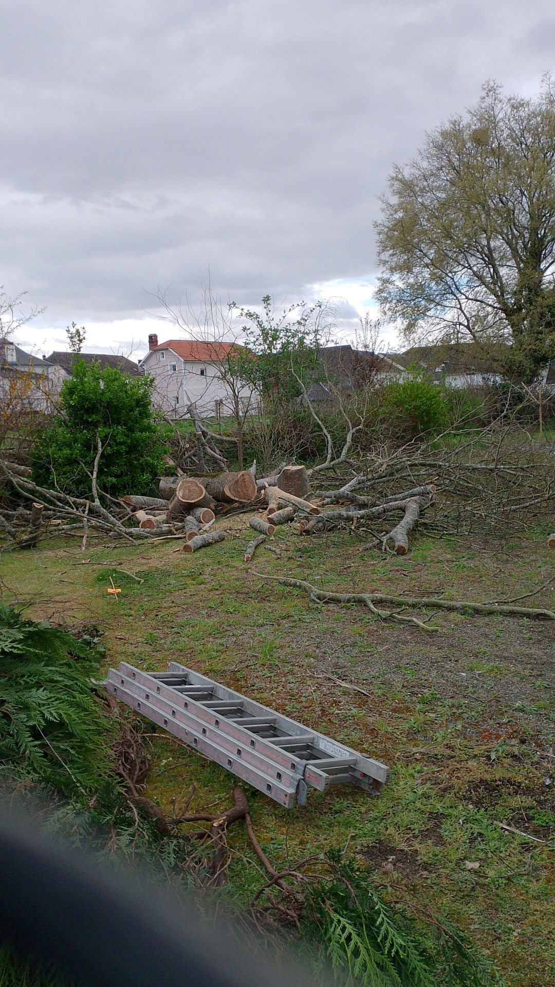Bois coupé et évacuation après abattage