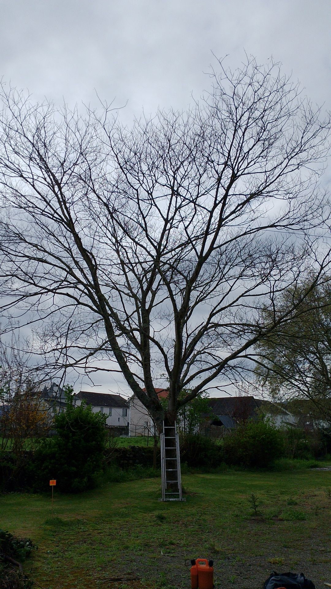 Grand arbre avant intervention d'élagage — Dylan.g Multiservices Habitat